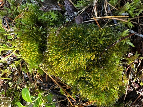 Tetraplodon angustatus observed 2026-09-09