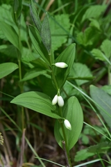 Polygonatum humile