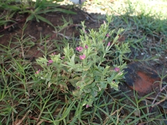 Centaurium japonicum
