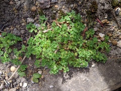 Alchemilla australis