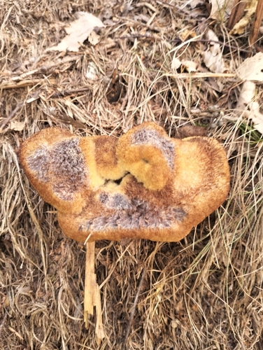European Dyer's Polypore
