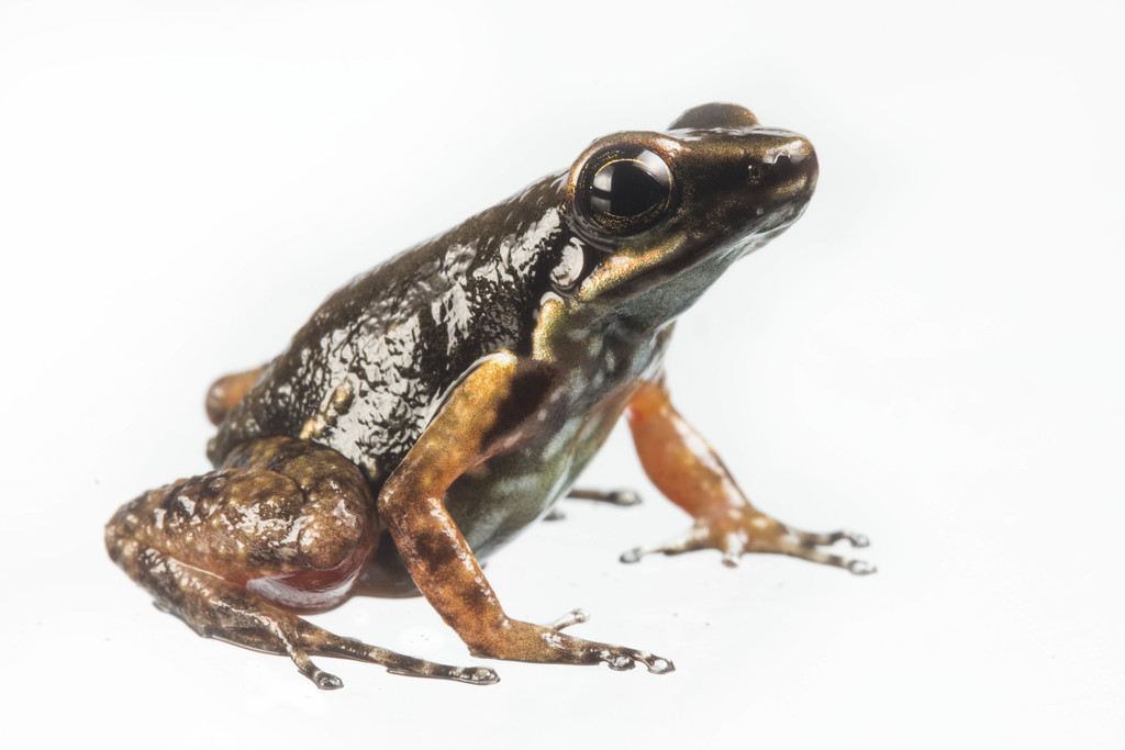 Awa Rocket Frog