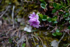 Primula clusiana