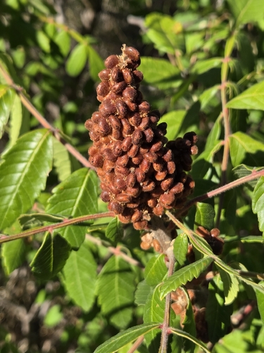 Rhus coriaria, photograph 5