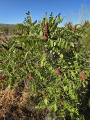 Rhus coriaria, photograph (c) David Pereira, some rights reserved (CC BY)