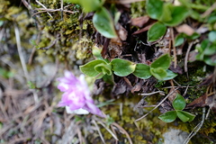 Primula clusiana