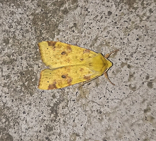 The Sallow