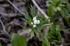 Anemonastrum crinitum