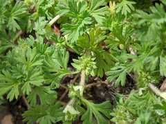 Alchemilla australis