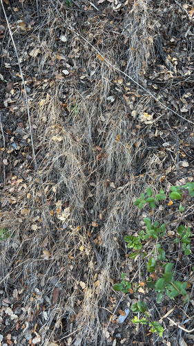 Agrostis pallens observed 2026-09-12