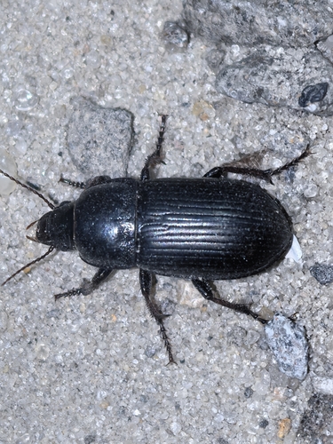 Zabrus tenebrioides