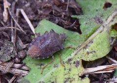 Picromerus bidens