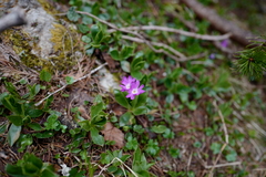 Primula clusiana