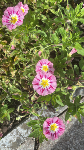 Dwarf Morning-glory