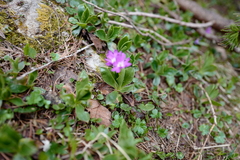 Primula clusiana