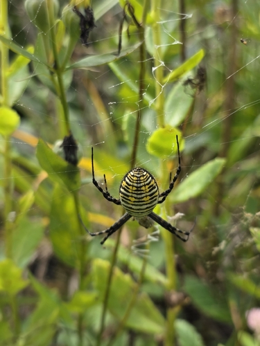 Banded Garden Spider