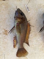 Astatotilapia calliptera