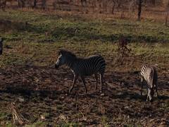 Equus quagga crawshayi