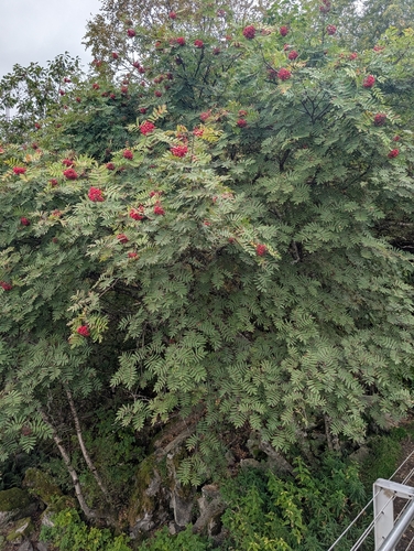 European mountain ash