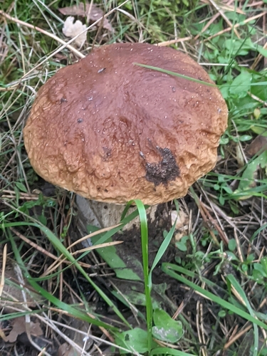 King Bolete