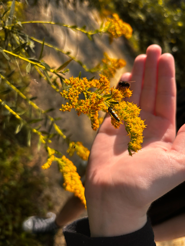Ailanthus Webworm Moth
