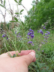 Pediomelum digitatum