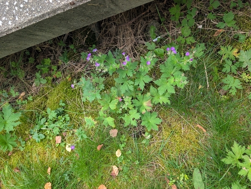 wood crane's-bill