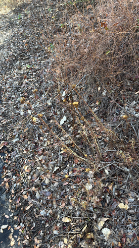 Eriophyllum confertiflorum, 2026-09-12