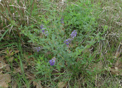 Pediomelum digitatum