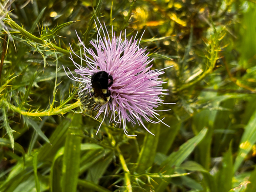 Common Eastern Bumble Bee