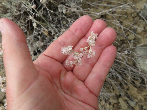 Snow Buckwheat