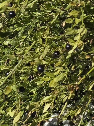 Chrysojasminum fruticans, photograph 3
