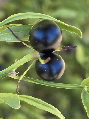 Chrysojasminum fruticans, photograph 4
