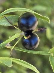 Chrysojasminum fruticans, photograph (c) David Pereira, some rights reserved (CC BY)