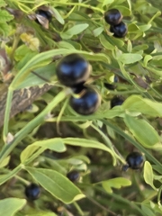 Chrysojasminum fruticans, photograph (c) David Pereira, some rights reserved (CC BY)