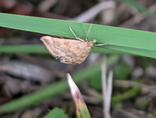 Straw-barred Pearl