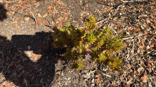 iNaturalist observation photo of California Buckwheat