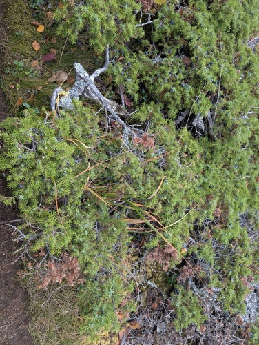 common juniper