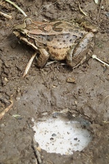 Leptodactylus labrosus