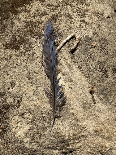 iNaturalist observation photo of California Scrub-Jay