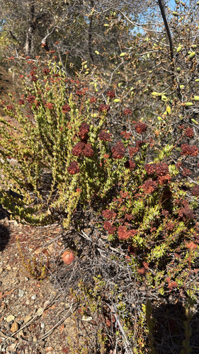 iNaturalist observation photo of California Buckwheat