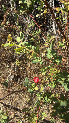 iNaturalist observation photo of California Wild Rose