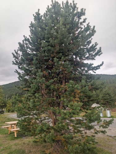 Scots pine