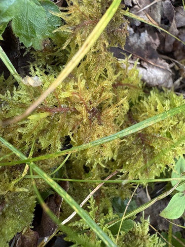 stairstep moss