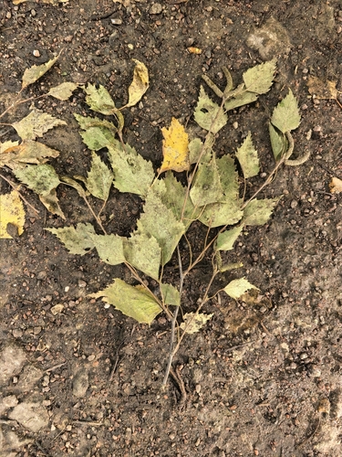 Наблюдение на iNaturalist