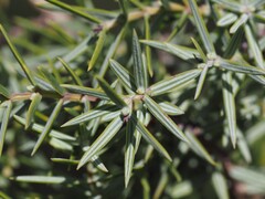 Juniperus oxycedrus, photograph (c) Louis Aureglia, some rights reserved (CC BY)