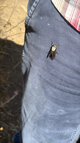 iNaturalist observation photo of Western Black Horse Fly