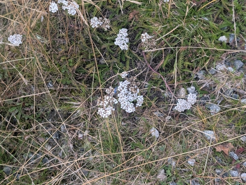 common yarrow