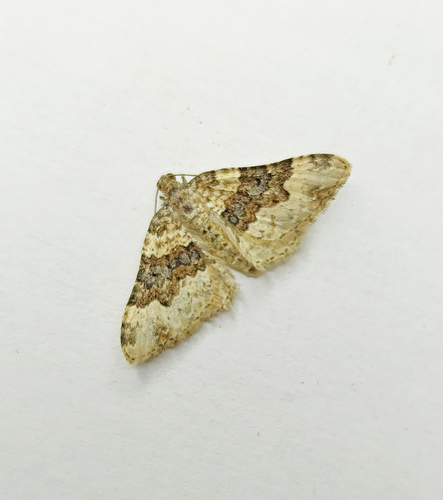 Galium Carpet