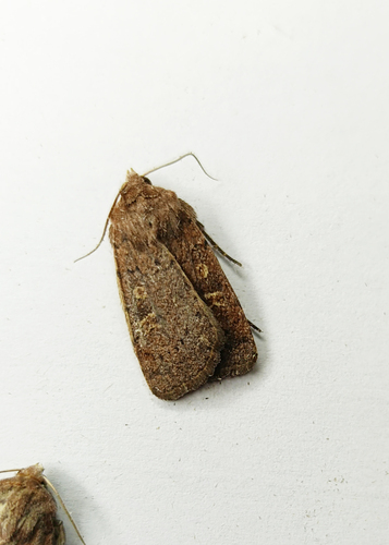 Square-spot Rustic